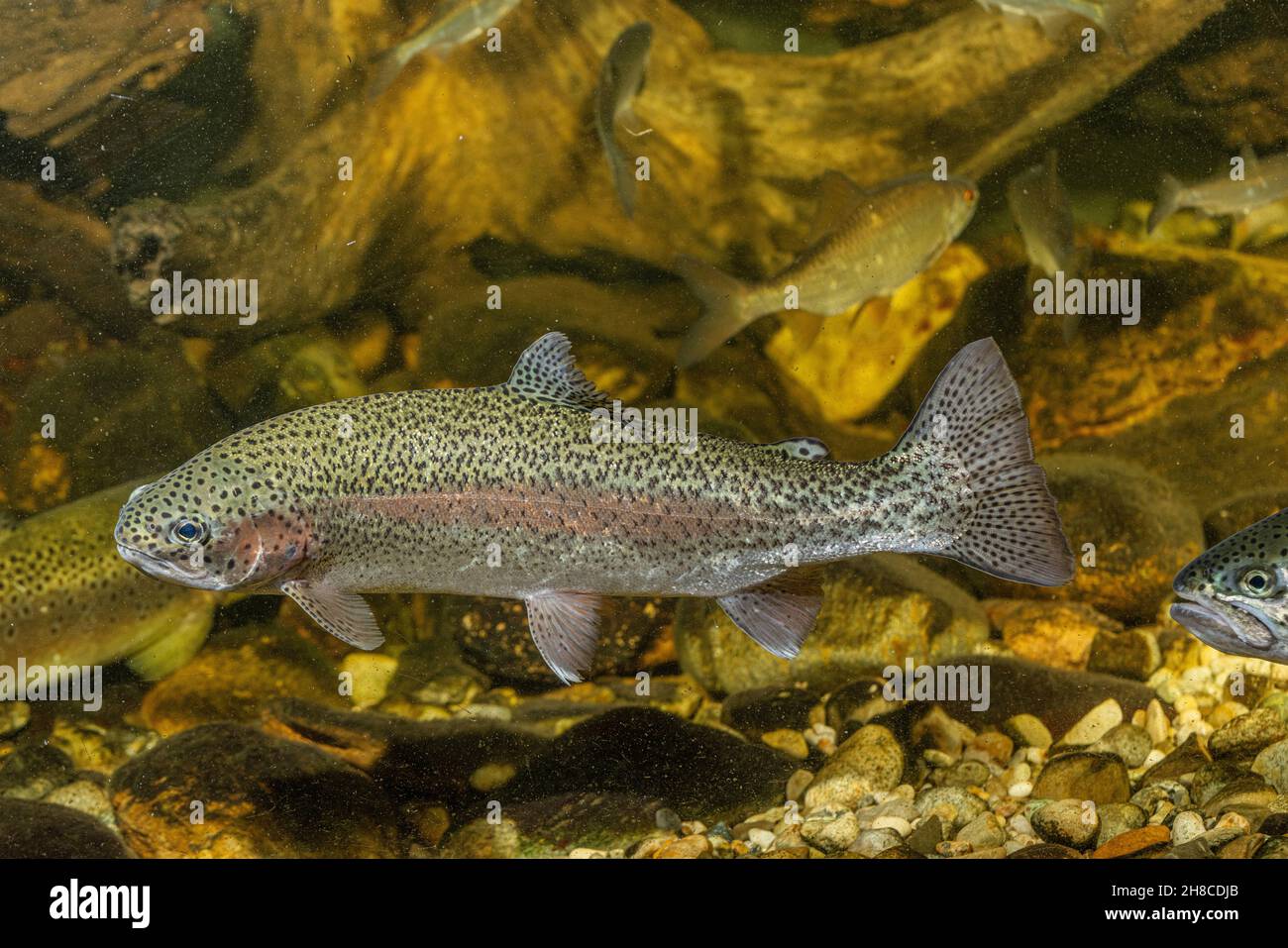 rainbow trout (Oncorhynchus mykiss, Salmo gairdneri), swimming, Germany Stock Photo
