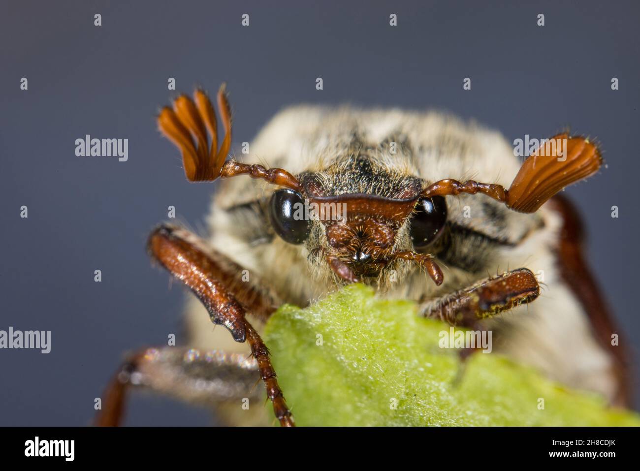 Common cockchafer, Maybug, Maybeetle (Melolontha melolontha), portrait ...