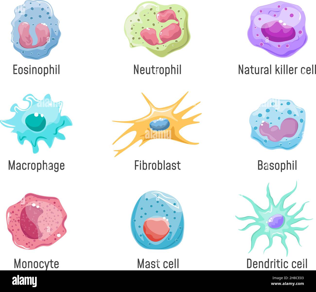 An Illustration Of A Basophil Neutrophil And Eosinophil