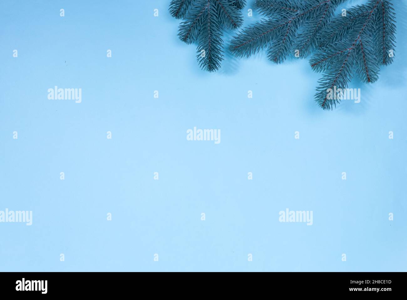 Branches of a Christmas tree on a blue background. The basis for the ...