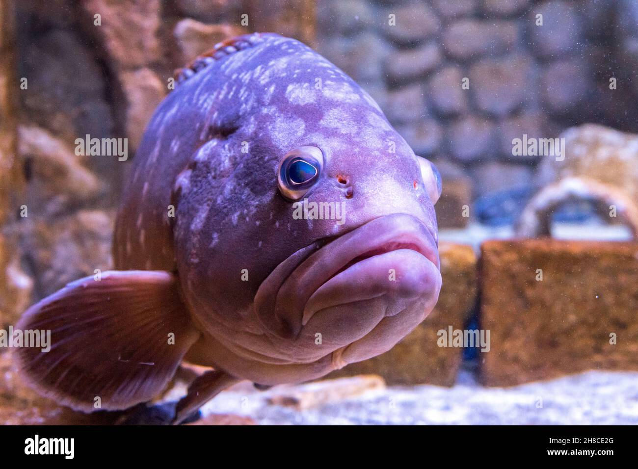 Acquarium photography hi-res stock photography and images - Alamy