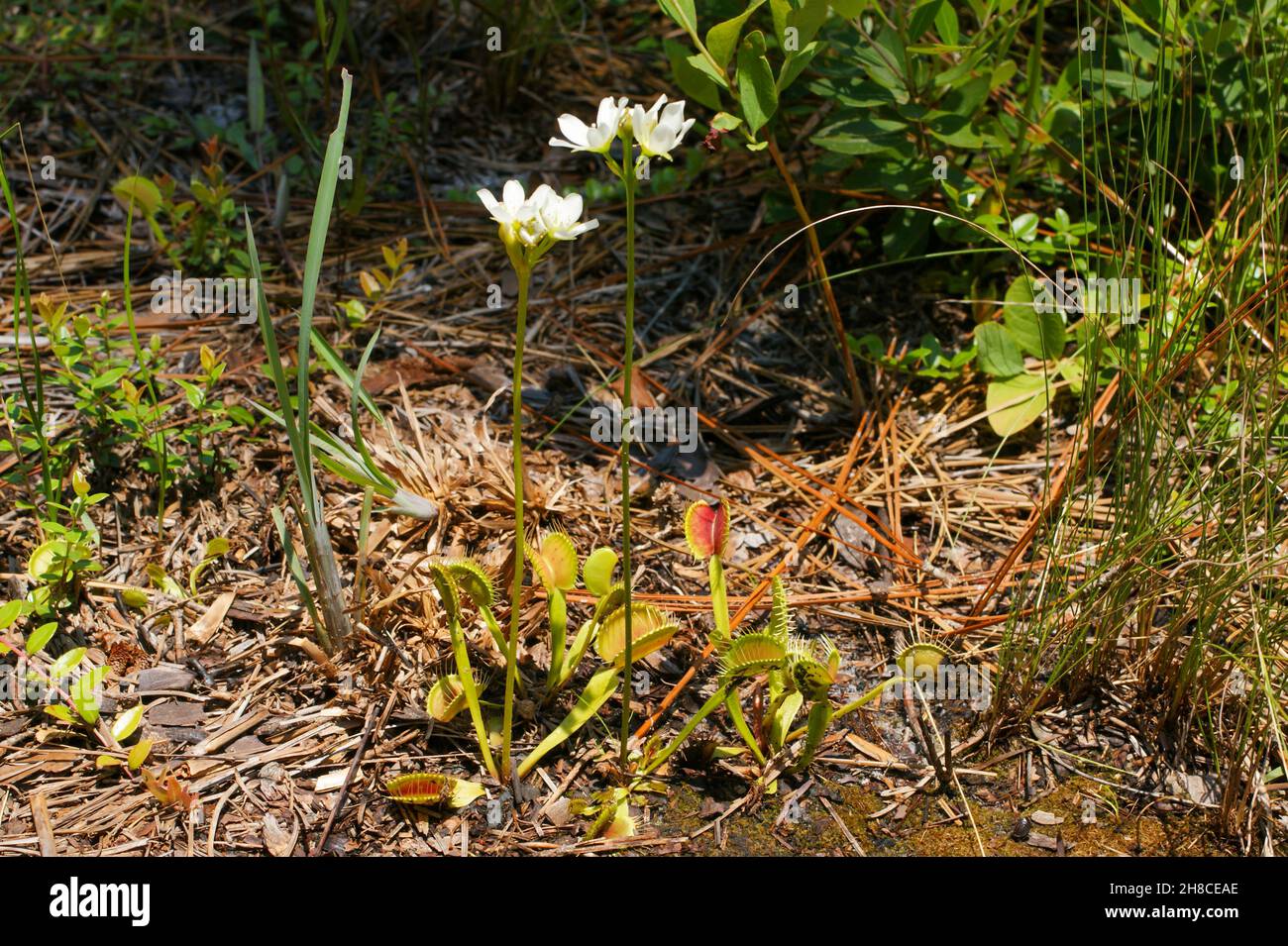 Venus Flytrap, Dionaea muscipula, with white flowers, North Carolina, USA Stock Photo