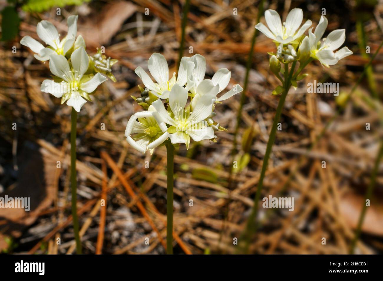 White flowers of the Venus Flytrap, Dionaea muscipula, North Carolina, USA Stock Photo