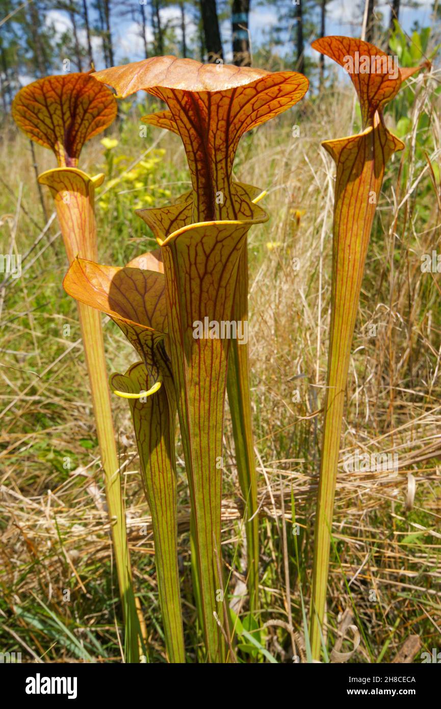 Red veined pitchers of Sarracenia flava var. ornata, the yellow pitcher plant with red lid, North Carolina, USA Stock Photo