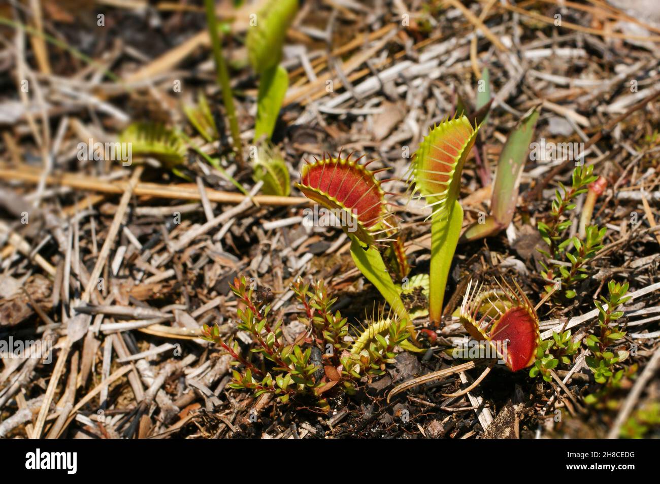 Venus Flytrap, Dionaea muscipula, North Carolina, USA Stock Photo