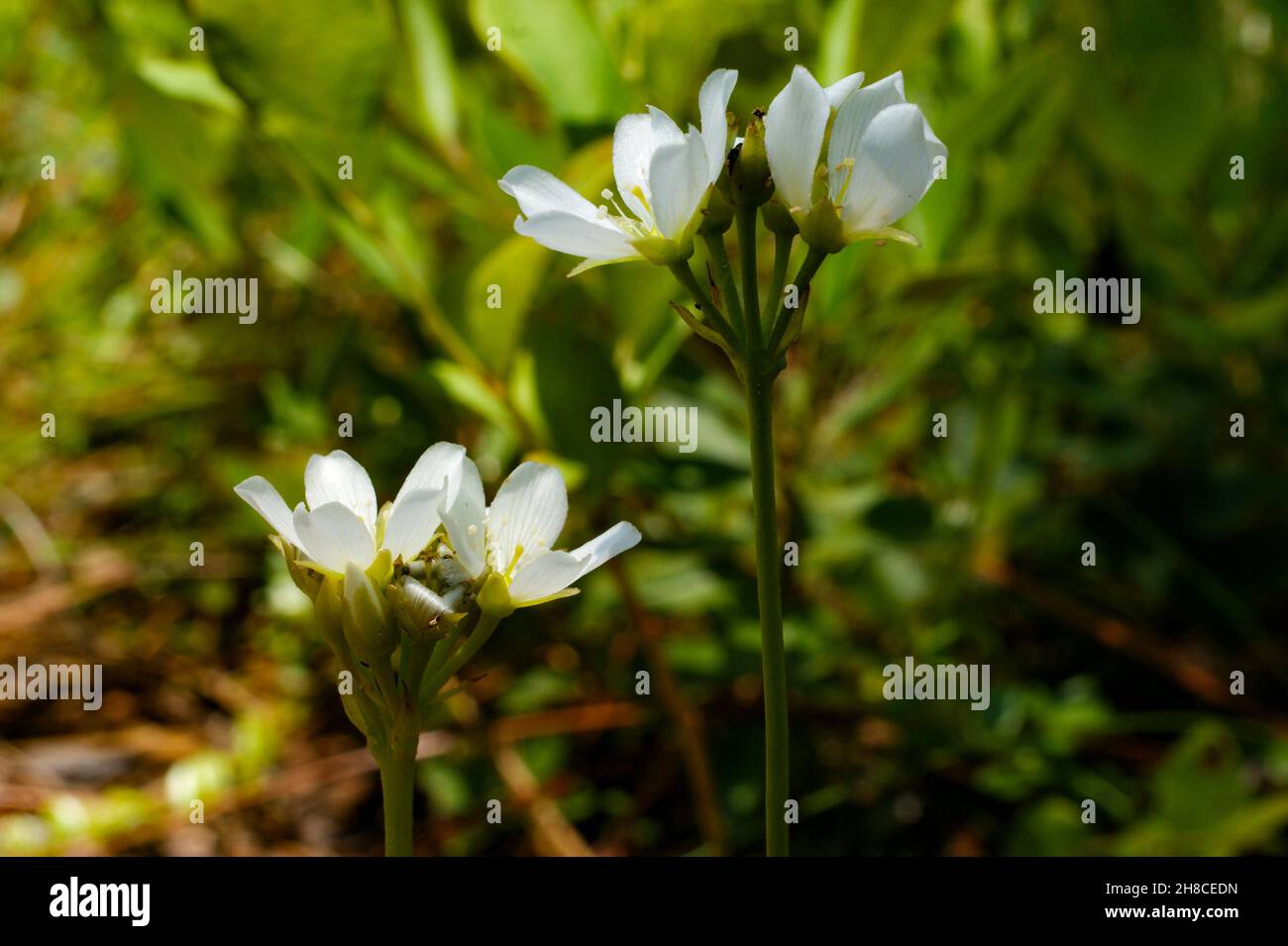 White flowers of the Venus Flytrap, Dionaea muscipula, North Carolina, USA Stock Photo