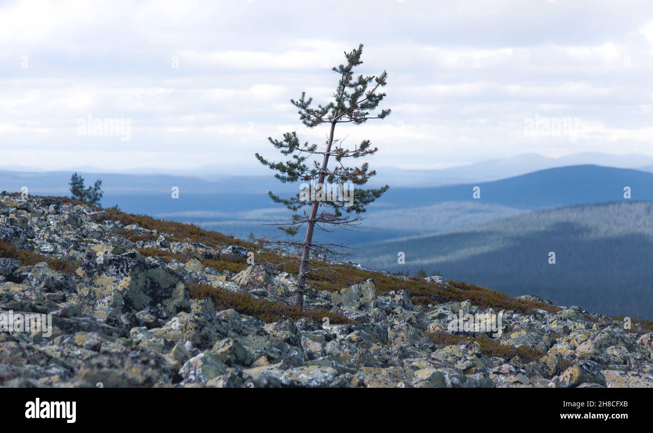A lonesome tree on a fell in Lapland. Cloudy cool day. Yllas, Finland. Stock Photo