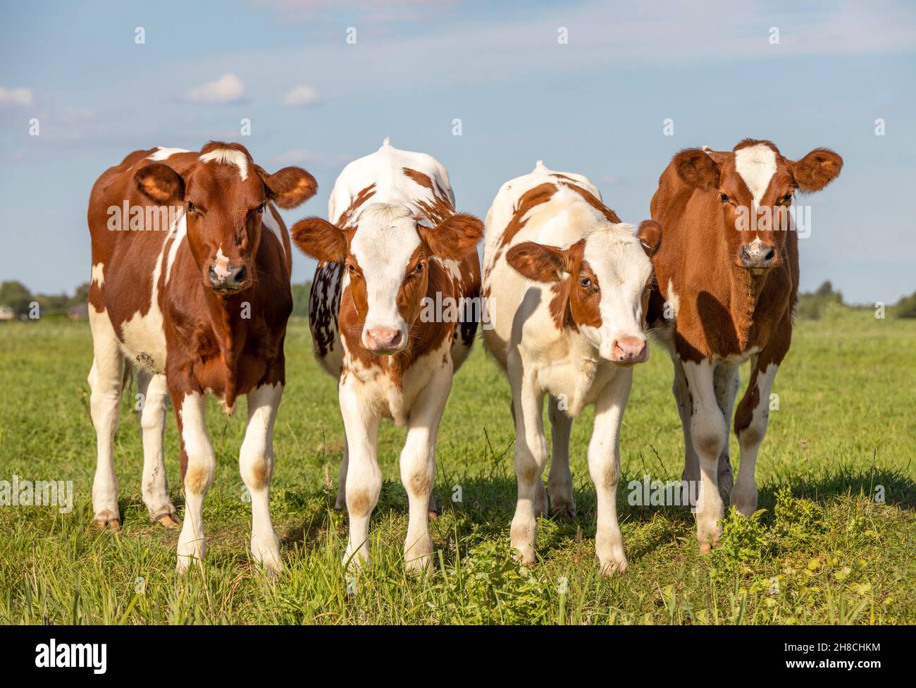 Four calves in a row, cows side by side, standing upright in a green meadow, red white in the Netherlands. Stock Photo