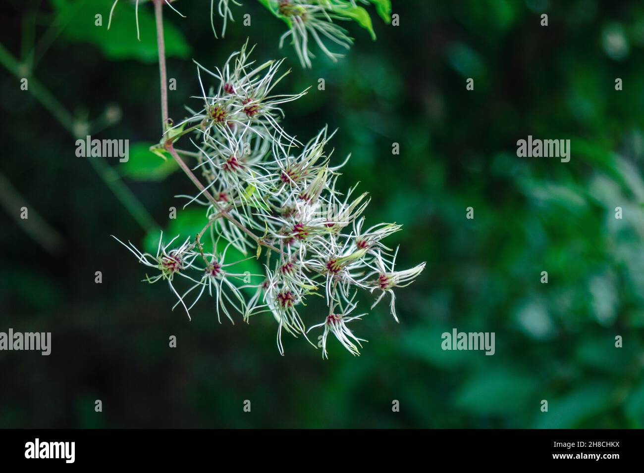 Unripe soft seed heads of clematis vitalba (Travelers Joy plant) on a branch Stock Photo