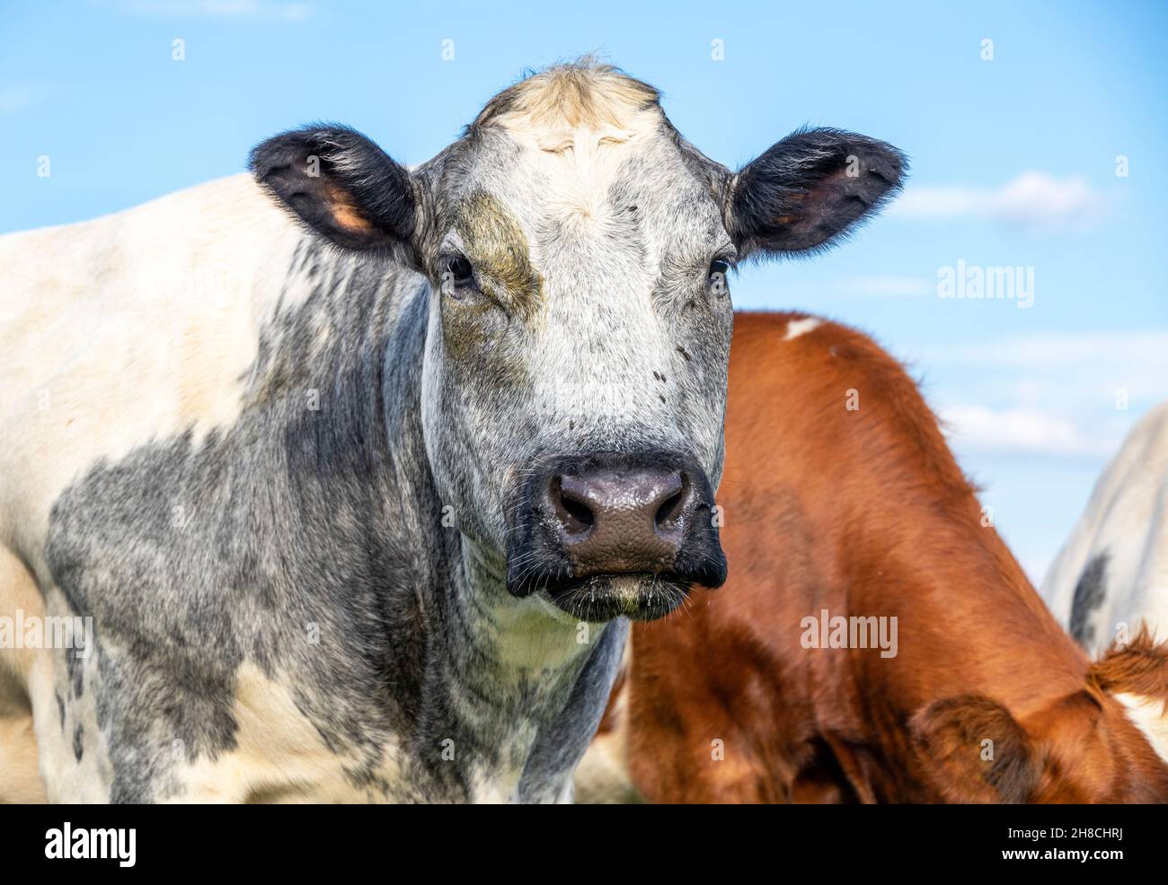 Face of muscular beef cow, looking at the camera, calm look, black nose, front view gray and white Stock Photo