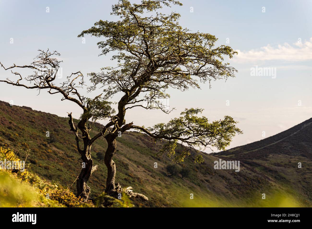 Lone tree and Long Mynd Bur, area of natural beauty, Shropshire, England Stock Photo