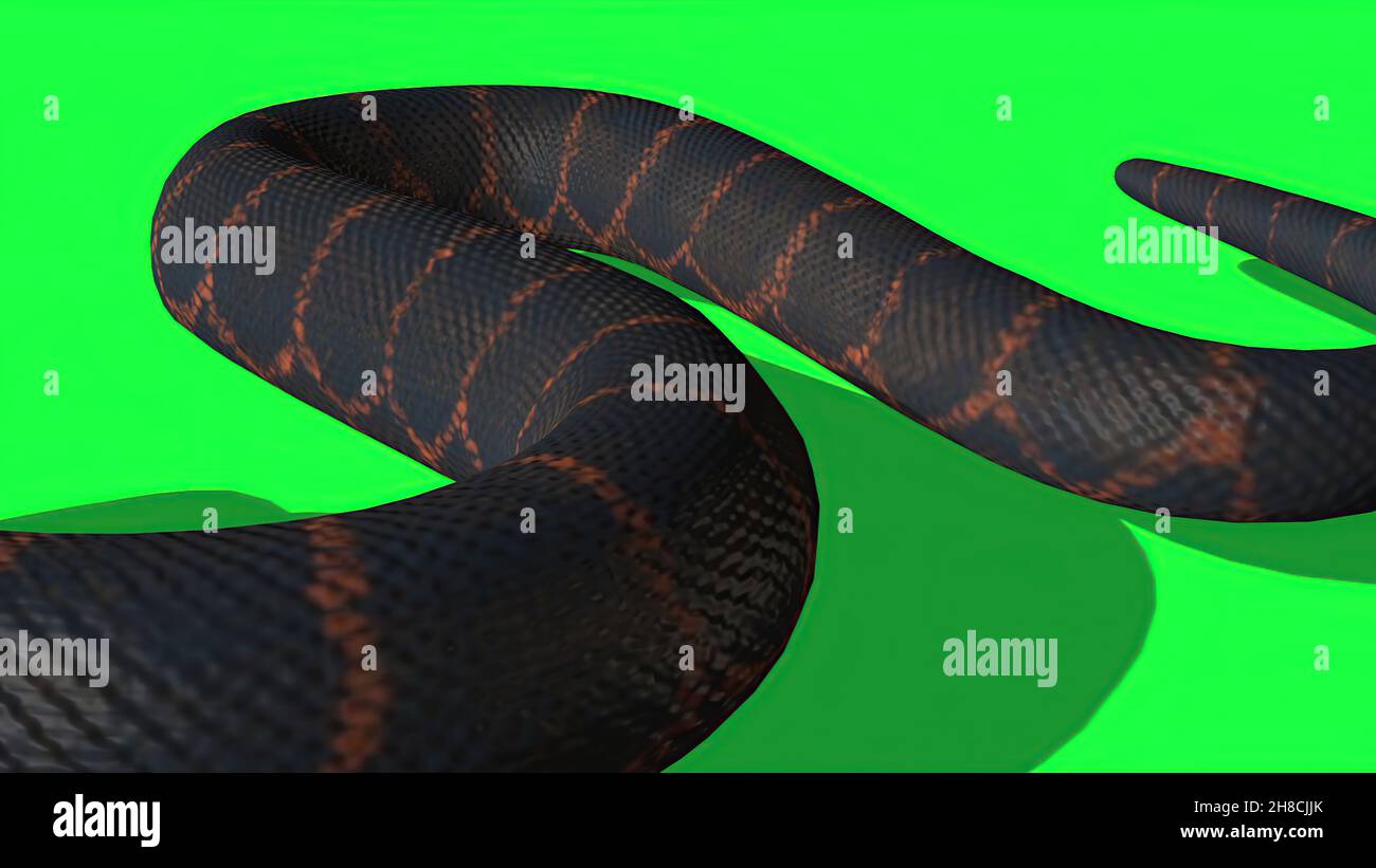 3d illustration - Python Snake With Green Screen Background Stock Photo ...