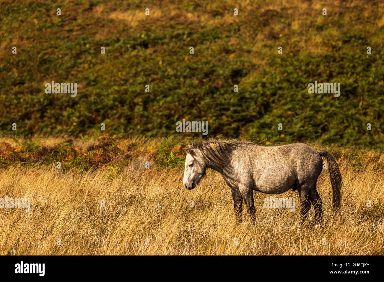 Wild horses grazing on the Long Mynd, area of natural beauty, Shropshire, England Stock Photo