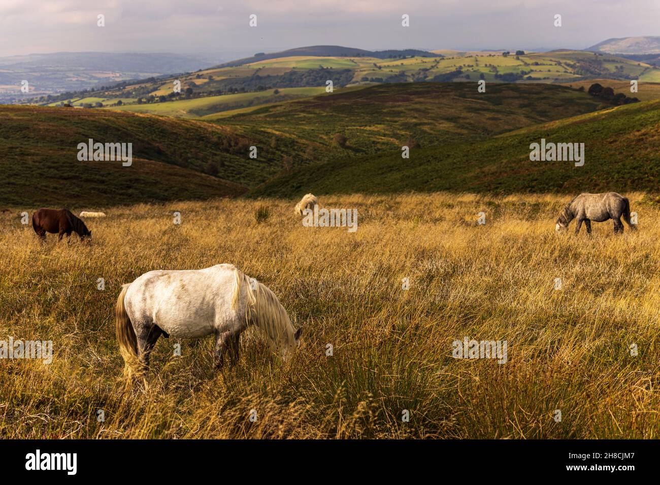 Wild horses grazing on the Long Mynd, area of natural beauty, Shropshire, England Stock Photo