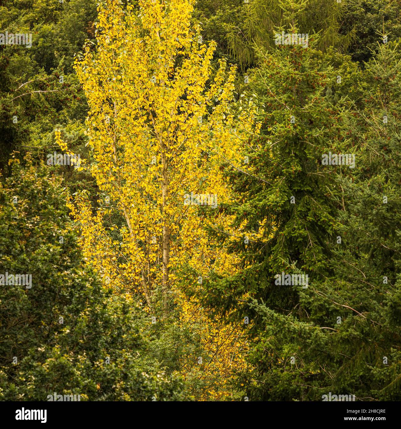 Populus tremula, aspen tree with vibrant yellow leaves at the start of autumn, Shropshire Hills area of natural beauty, England Stock Photo