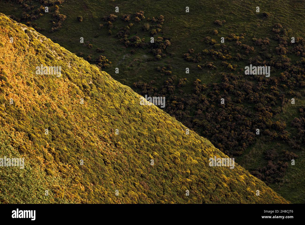 Abstract landscape detail of the Long Mynd, Shropshire Hills, hillsides and valleys, area of natural beauty, England Stock Photo