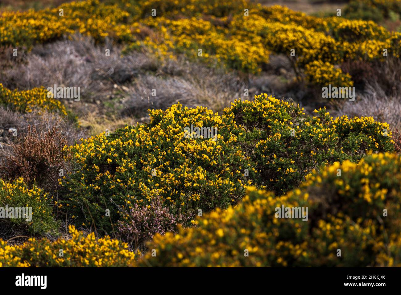 Ulex europaeus, common gorse with yellow flowers on Long Mynd, Shropshire Hills, area of natural beauty, England Stock Photo