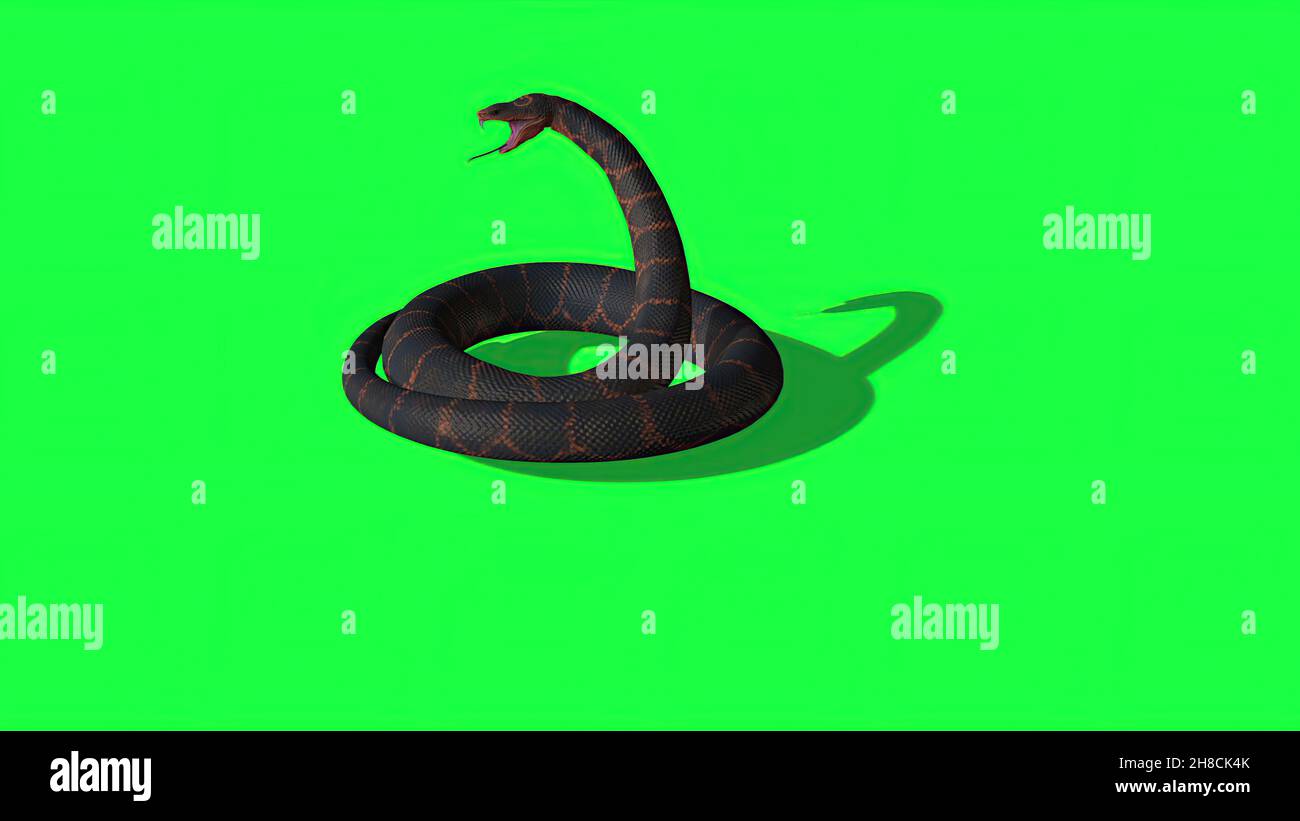 3d illustration - Python Snake With Green Screen Background Stock Photo ...
