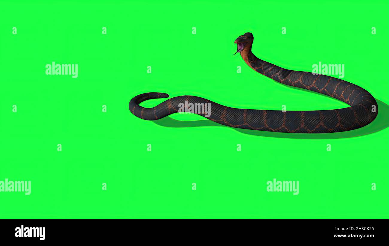 Snake green screen hi-res stock photography and images - Alamy
