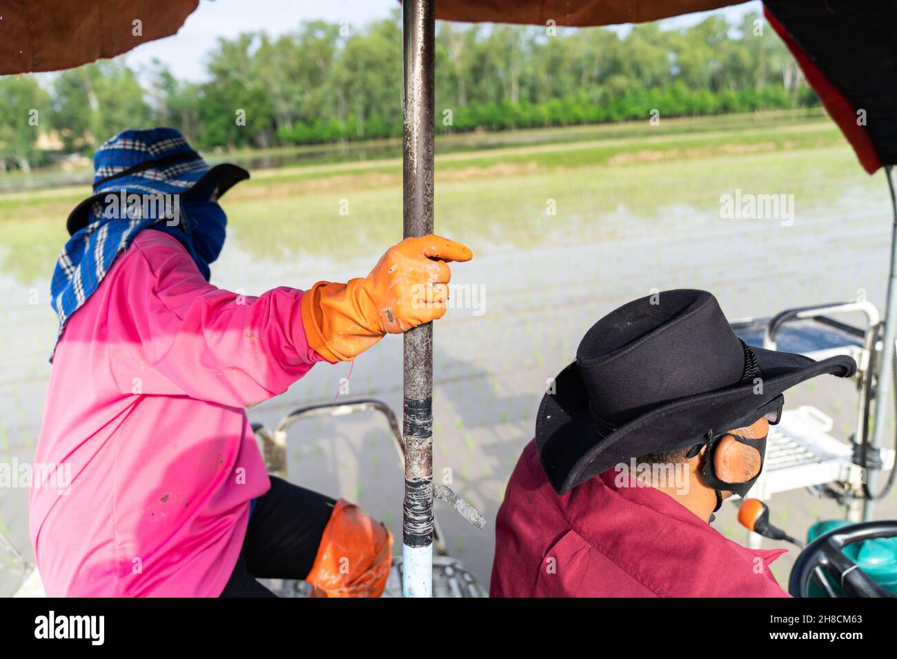 Professional local Asian farmer and agriculture vehicle machine transplant rice seediing in a paddy field in the open sky day. Stock Photo