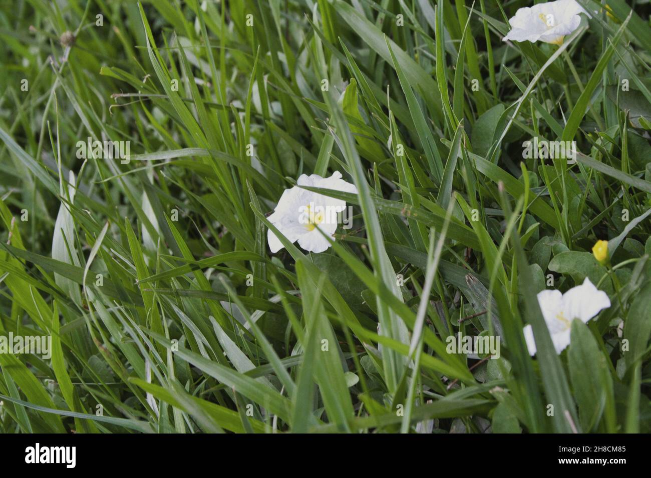 Blossom field bindweed convolvulus hi-res stock photography and images ...
