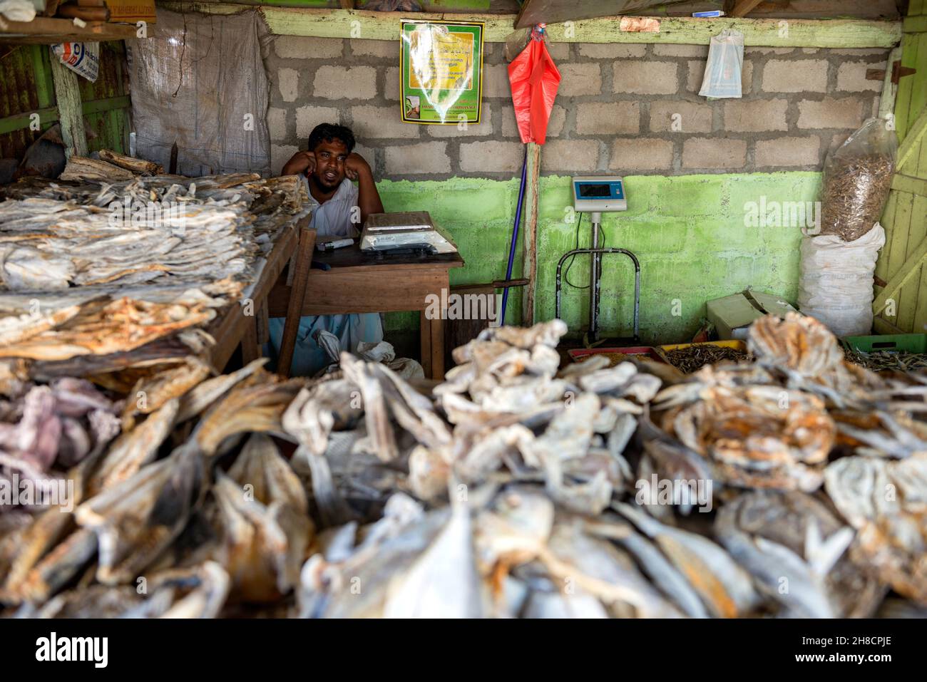Sri Lanka, Northern Province, Province du Nord, Nördliche Provinz, Mannar, port, Hafen, Harbour, vendeur de poisson, Fischhändler, fish seller Stock Photo