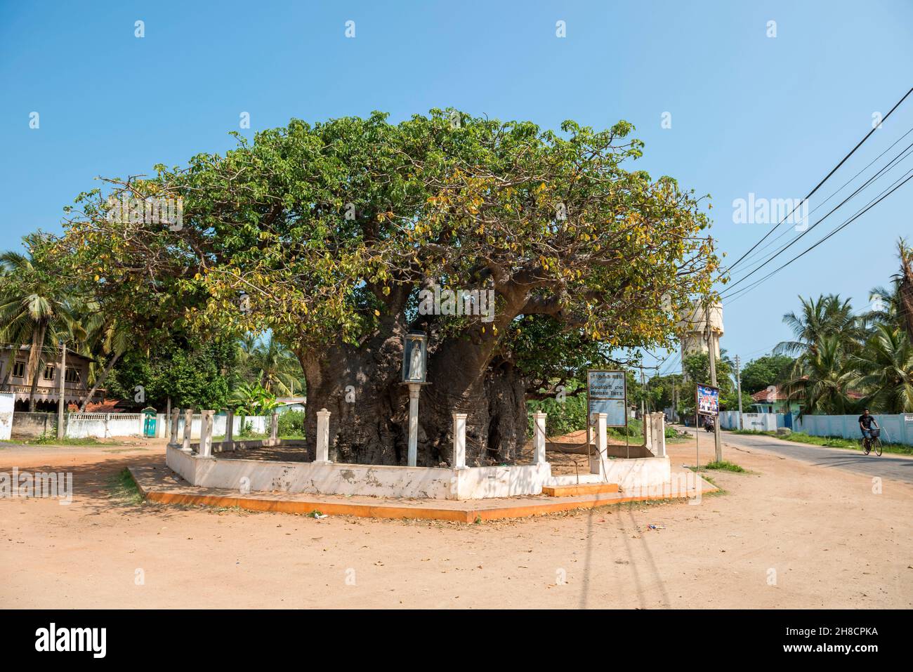 Sri Lanka, Northern Province, Province du Nord, Nördliche Provinz, ville, Staadt, town, Mannar, Baobab, arbre, Baum, tree Stock Photo