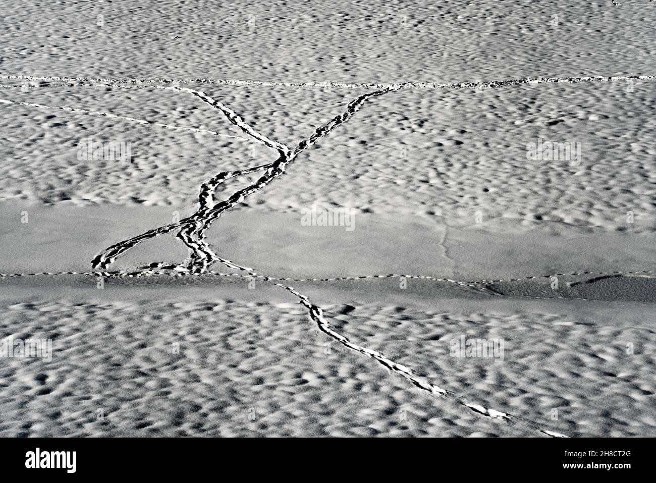 Animal traces in the snow Stock Photo