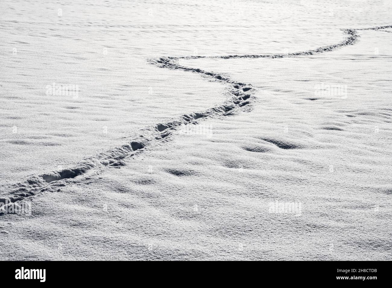 Animal traces in the snow Stock Photo