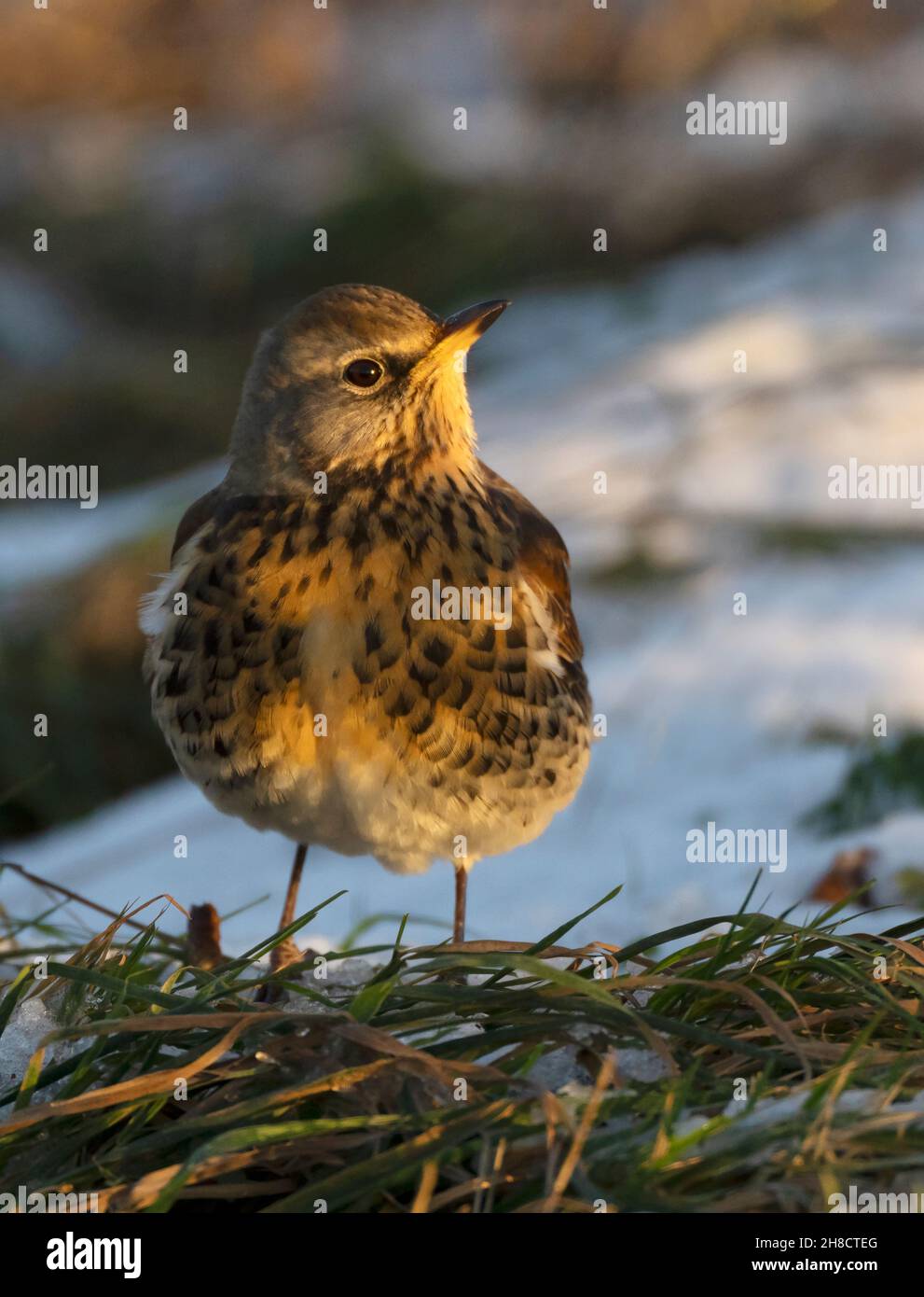 A Fieldfare (Turdus pilaris) searching the ground for fallen berries, Gloucestershire Stock Photo