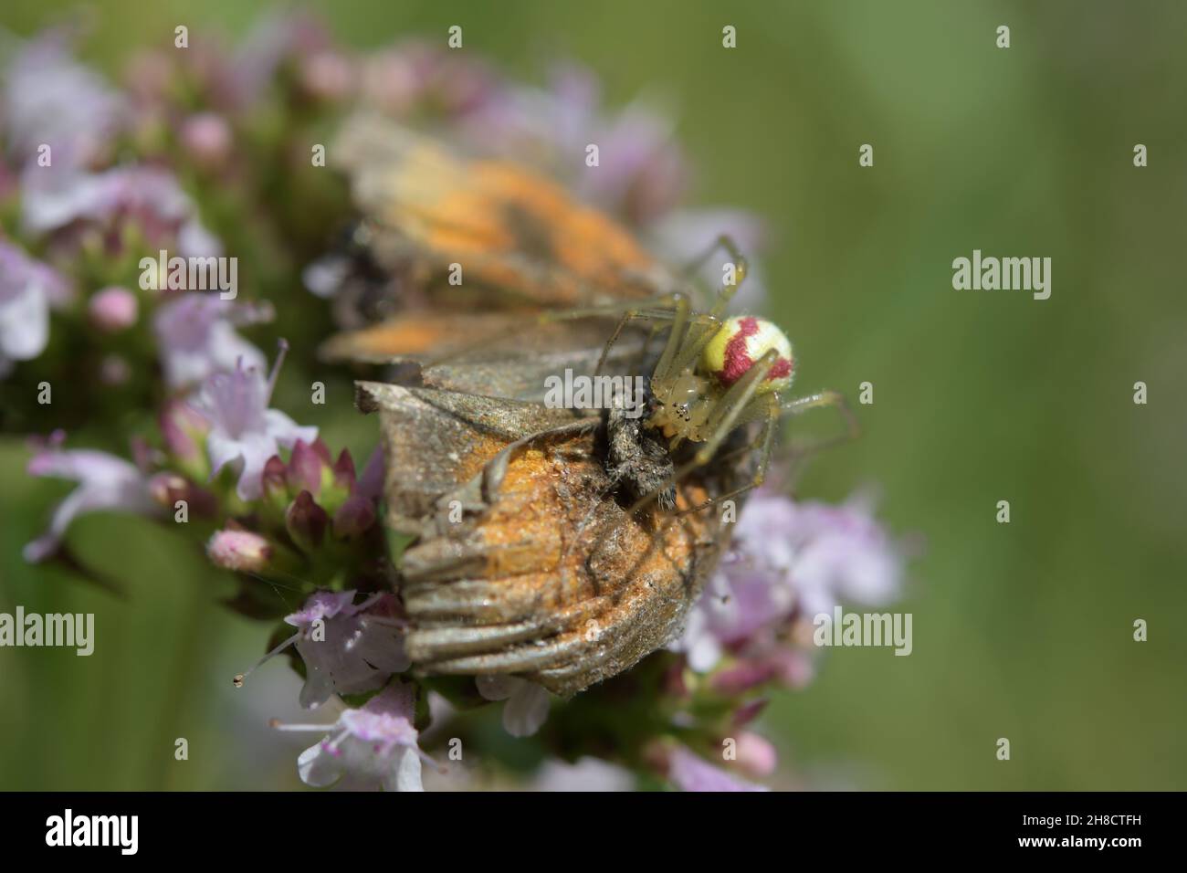 Closeup of an enoplognatha ovata spider attacking a moth on flowers Stock Photo