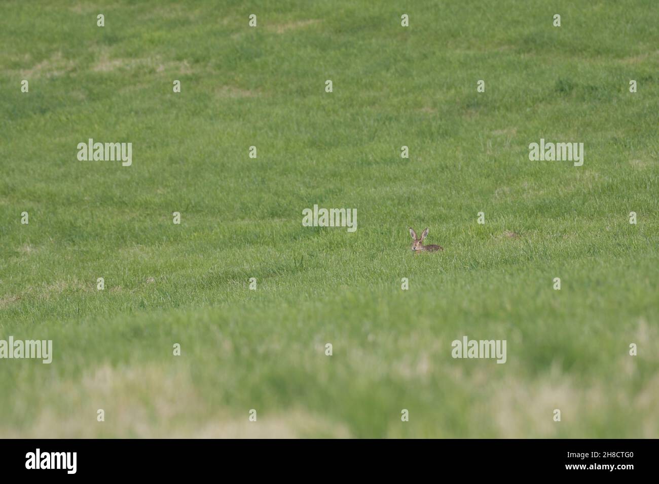 Cute bunny running in a green grassy field Stock Photo