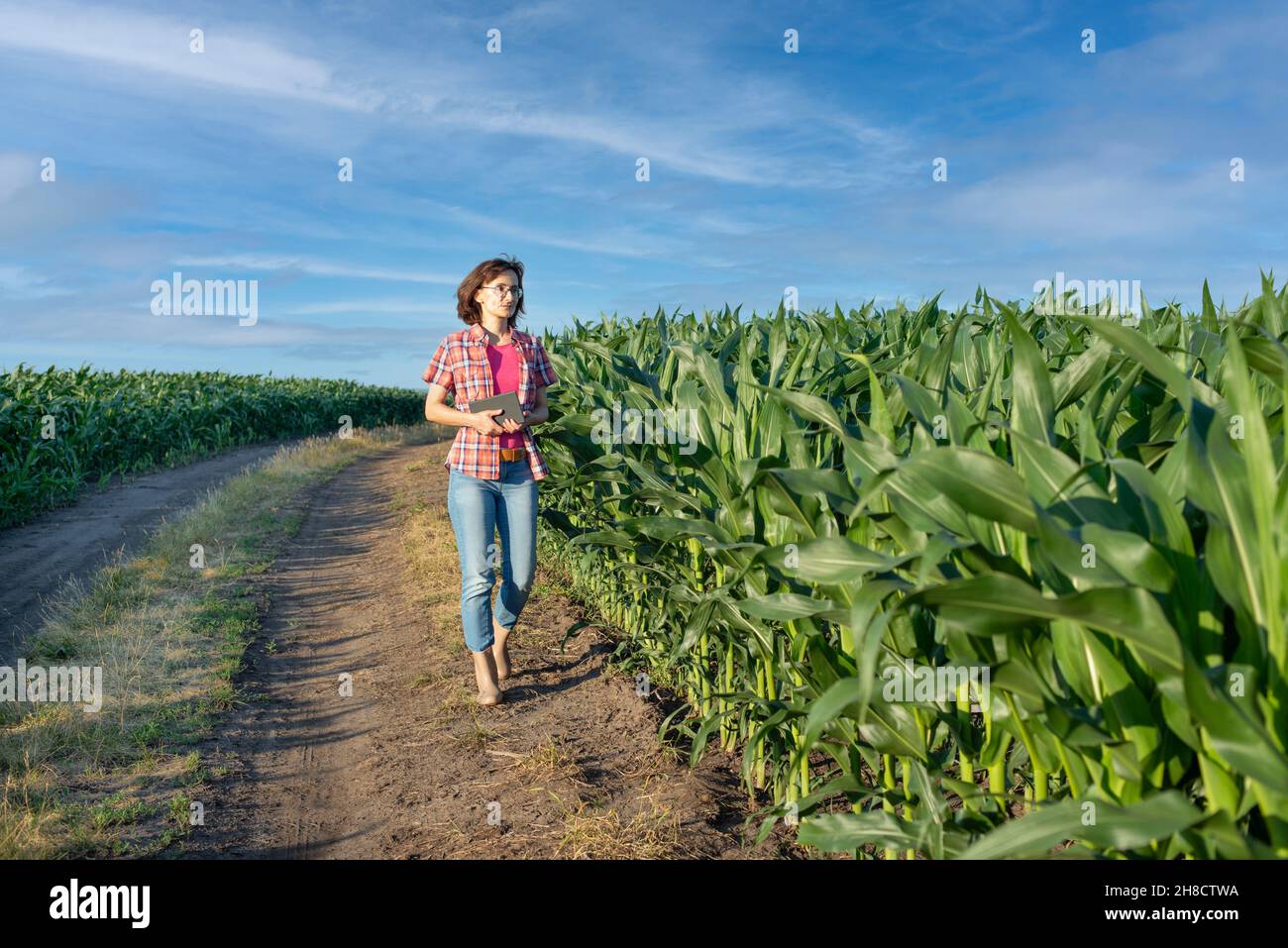 Caucasian confident female maize grower in blue jeans walks along corn field with tablet pc in her hands Stock Photo