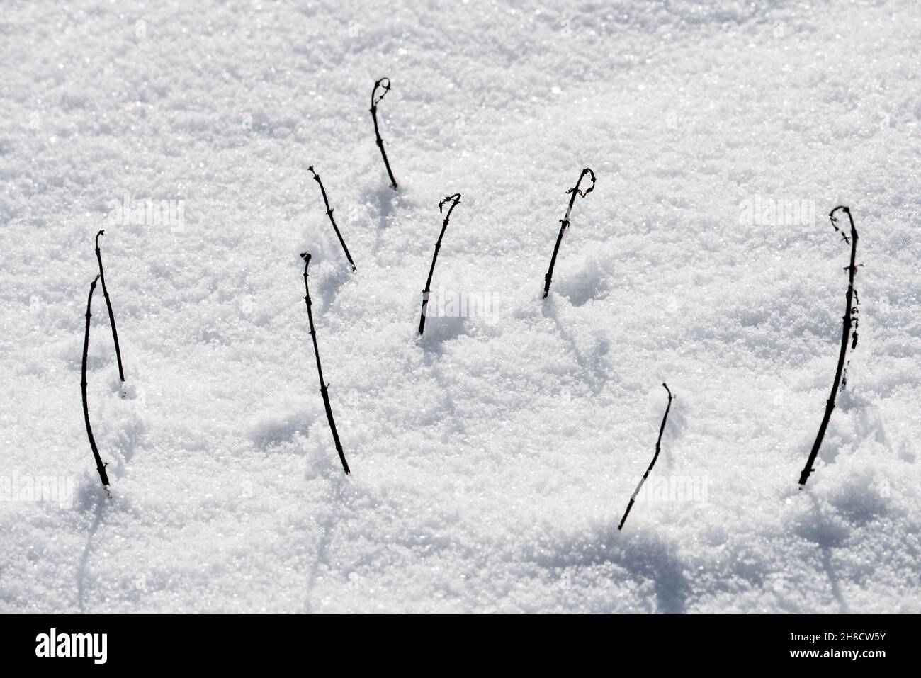 Snow surface Stock Photo