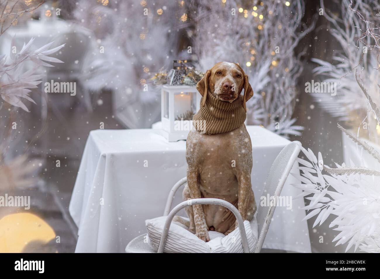 New year and Christmas concept with Braque Du Bourbonnais dog in snow Stock Photo