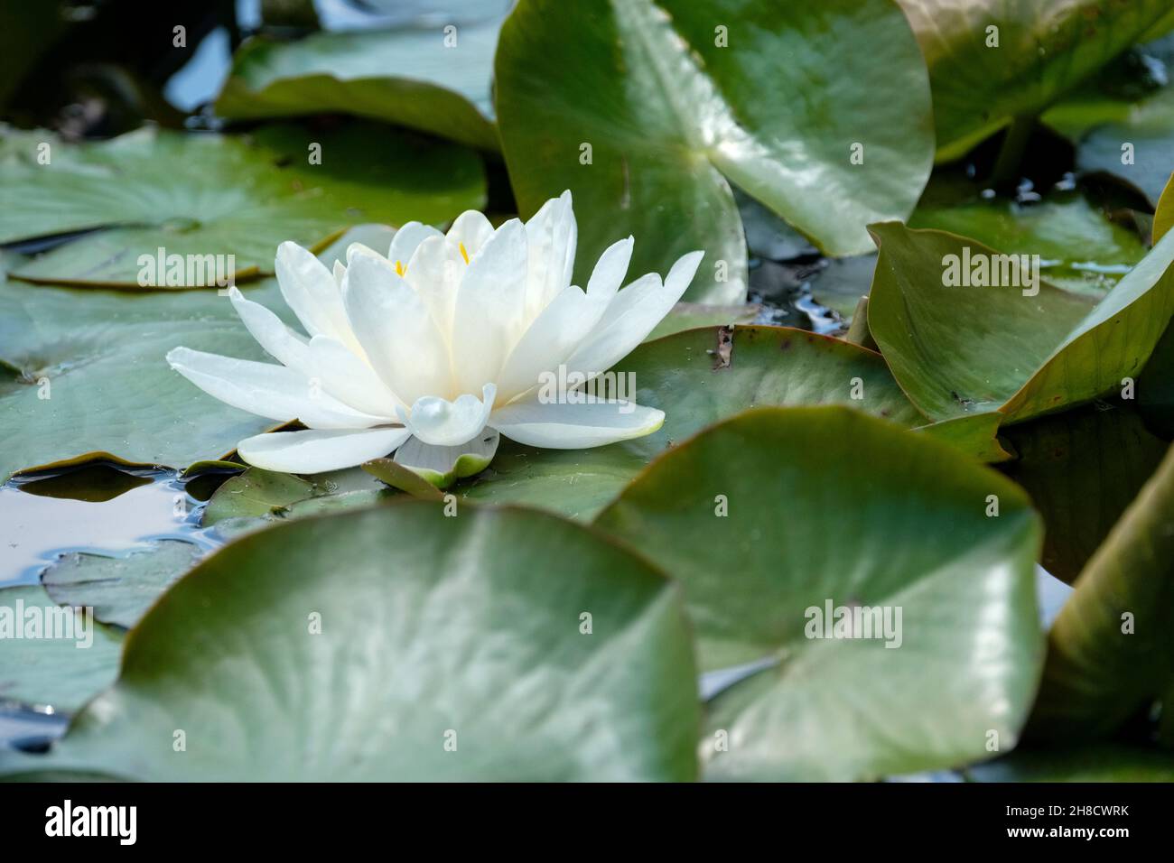 Nymphaea 'Gladstoniana',  White Water Lily 'Gladstoniana'. Large white water lily. Stock Photo