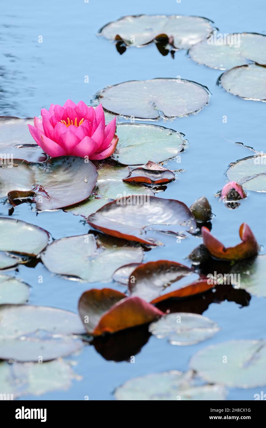 Nymphaea 'James Brydon', Water lily 'James Brydon'. Cup-shaped deep pink flower. Stock Photo