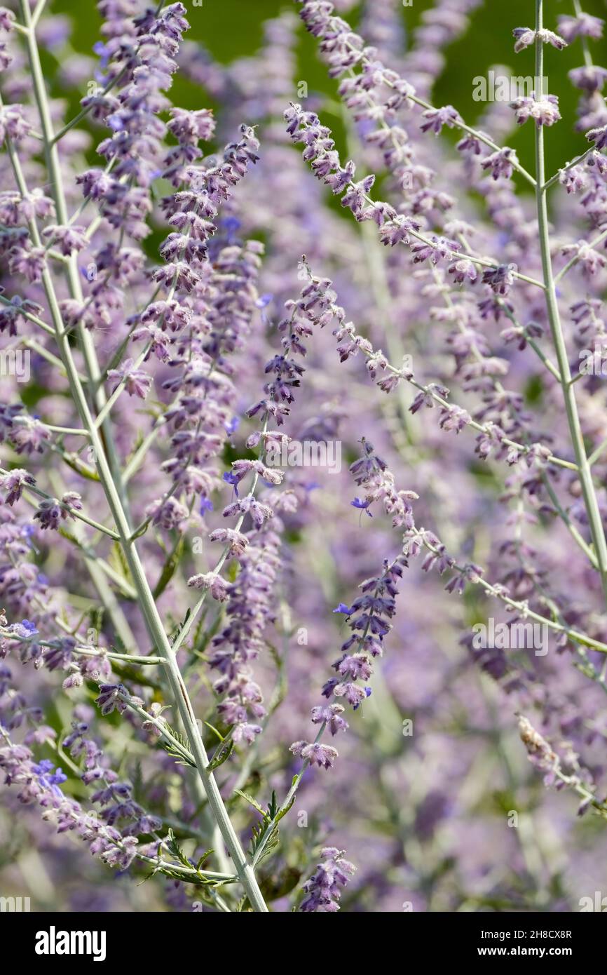 Perovskia 'Blue Spire', Russian sage also known as Salvia Blue Spire. Pale blue flower spikes Stock Photo