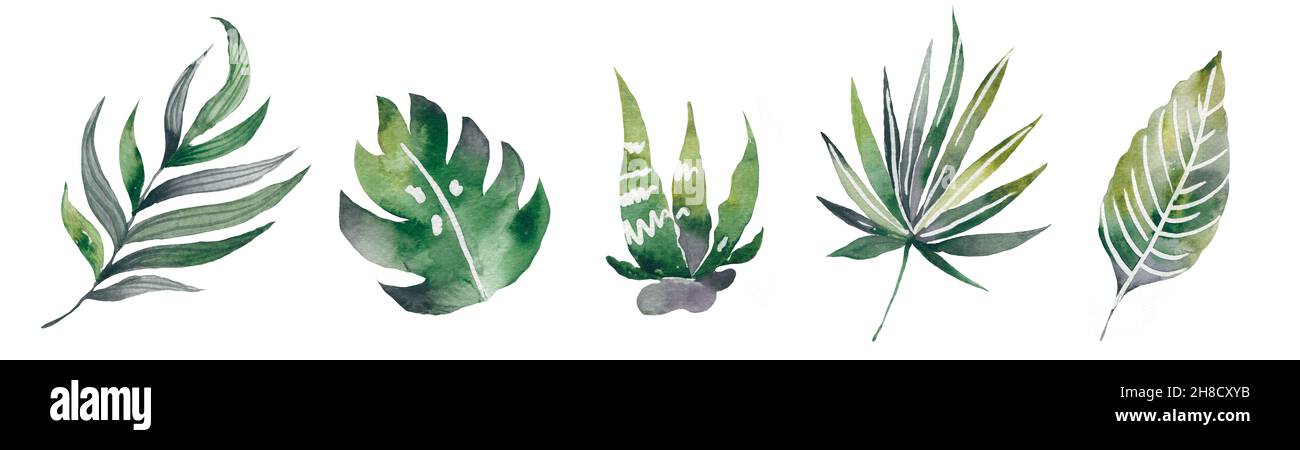 Set of watercolor tropical plants isolated on white background Stock ...