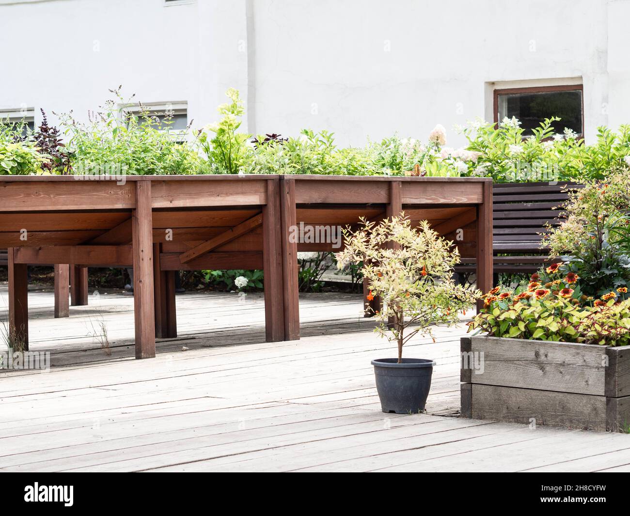 High raised wooden bed with various herbs in the city garden. Eco gardening in urban setting Stock Photo