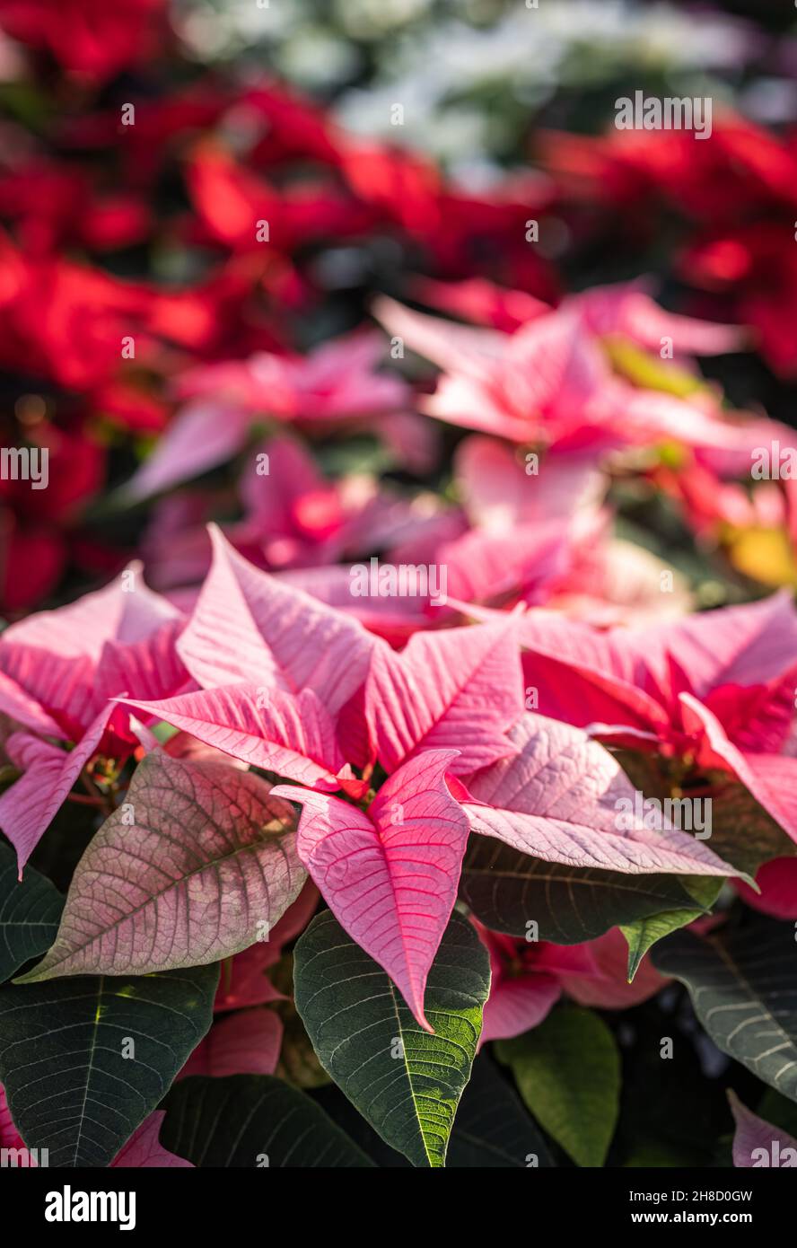 Poinsettia, Euporbia Pulcherrima at Meynell Langley Gardens getting ready for Christmas in focus Variety Christmas Feelings 'Pink' Stock Photo