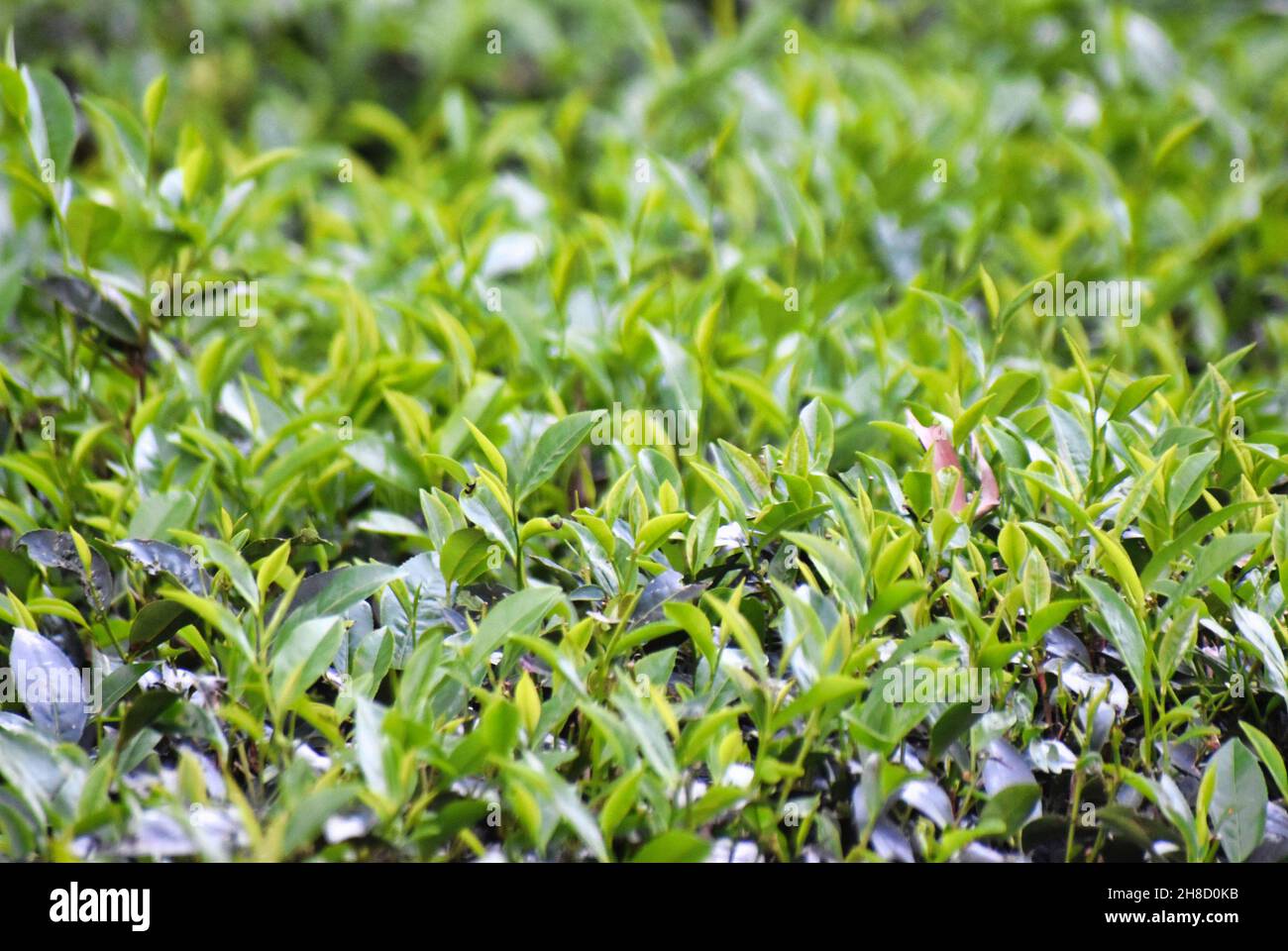 Camellia sinensis is a species of evergreen shrubs or small trees.Selective Focus. Stock Photo