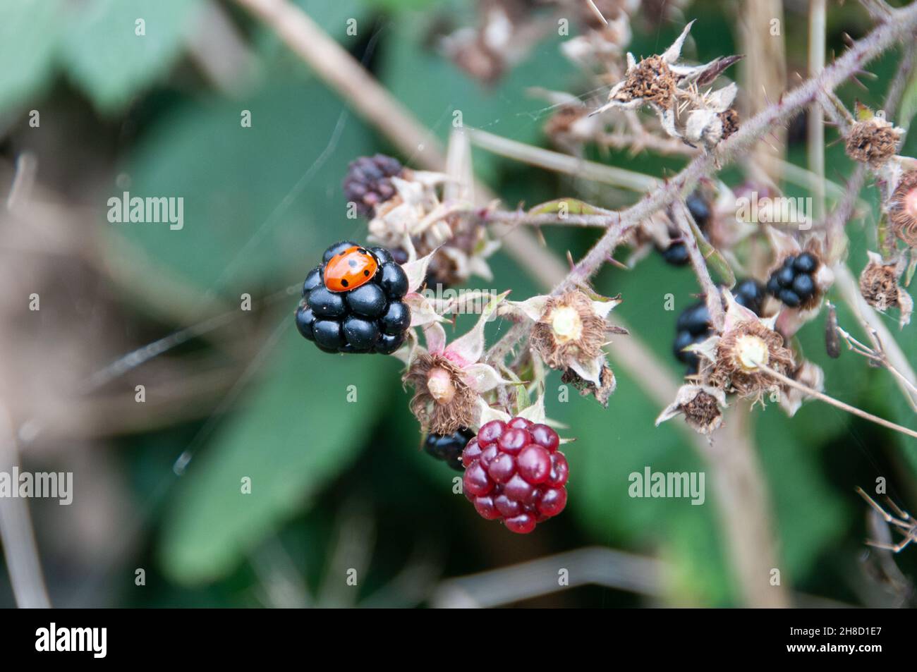 Around the UK - Wild Blackberries with a ladybird on a ripe fruit Stock Photo