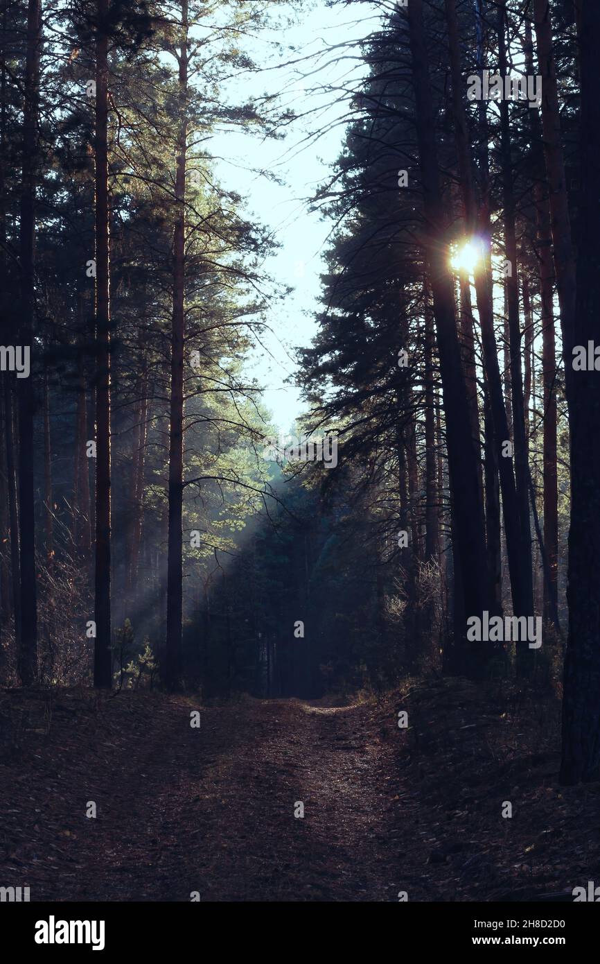 Blue misty pine forest in cold light of autumn sun. Sun's rays make their way through pine trees. Forest road covered with red needles. Stock Photo