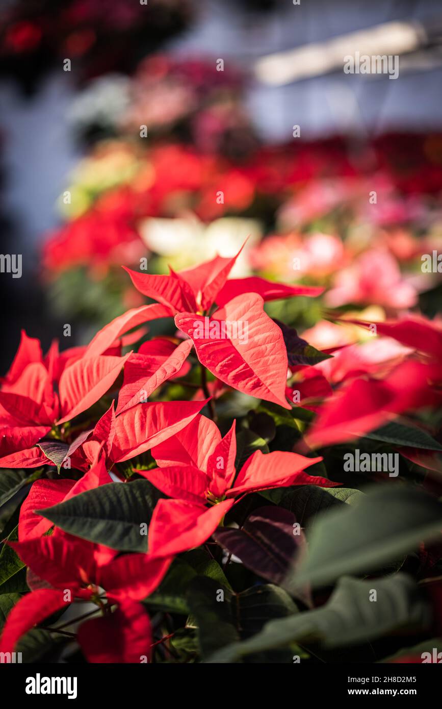 Poinsettia, Euporbia Pulcherrima at Meynell Langley Gardens getting ready for Christmas. Red variety 'Christmas Day' Stock Photo