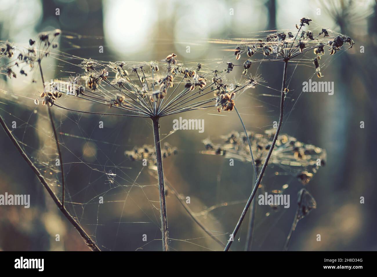 Dry inflorescences of an umbrella plant in sunlight on an autumn day. Heads of dry umbrella