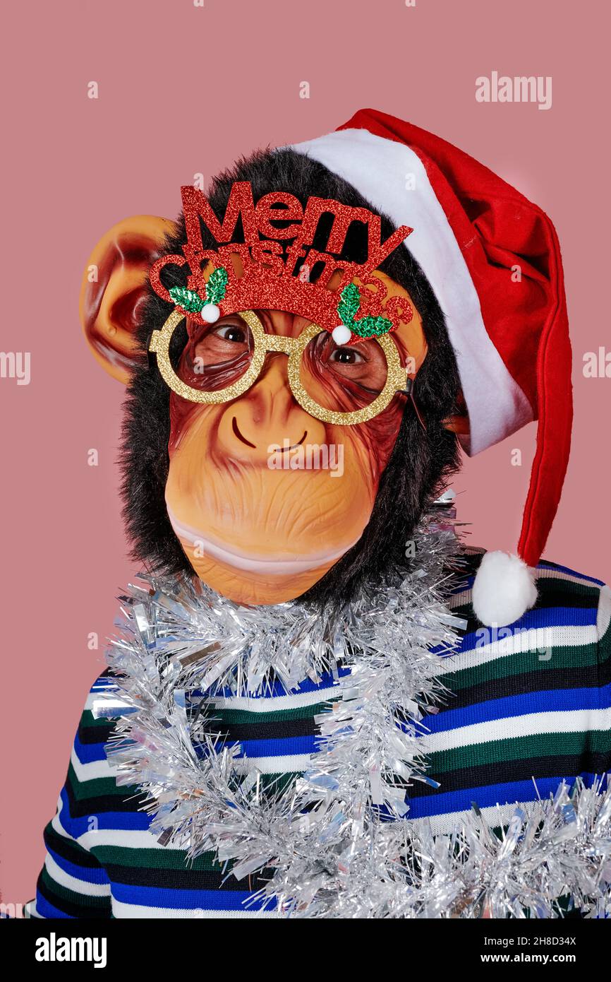 portrait of a funny man wearing a monkey mask, a santa hat, a pair of eyeglasses with the sentence merry christmas, and a strip of silver tinsel aroun Stock Photo