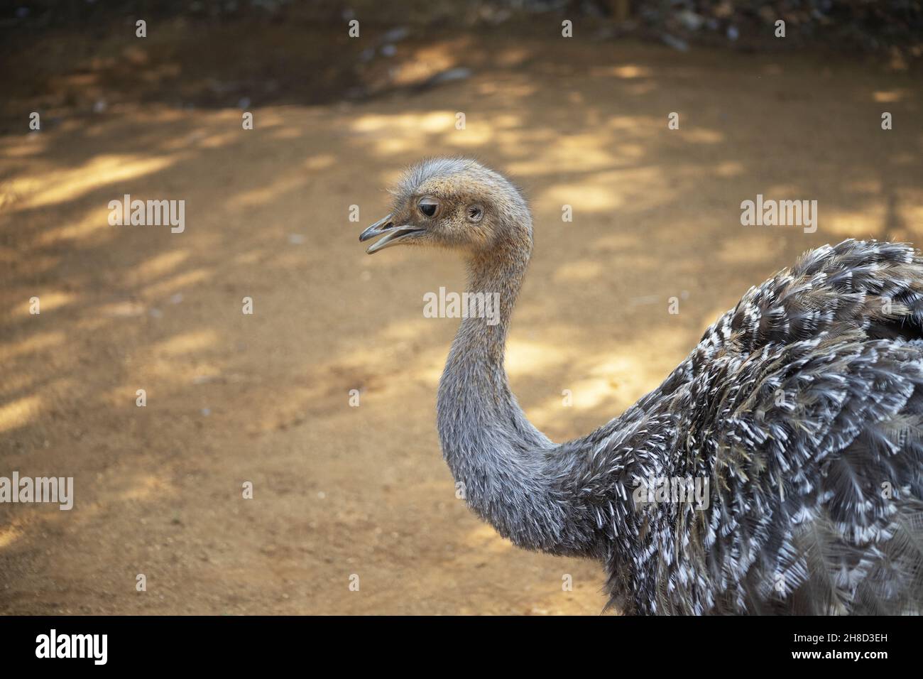 Colchester zoo bird hi-res stock photography and images - Alamy