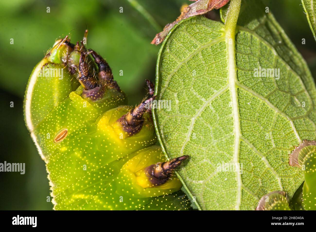Macro shot of a green caterpillar eating a green leaf Stock Photo - Alamy