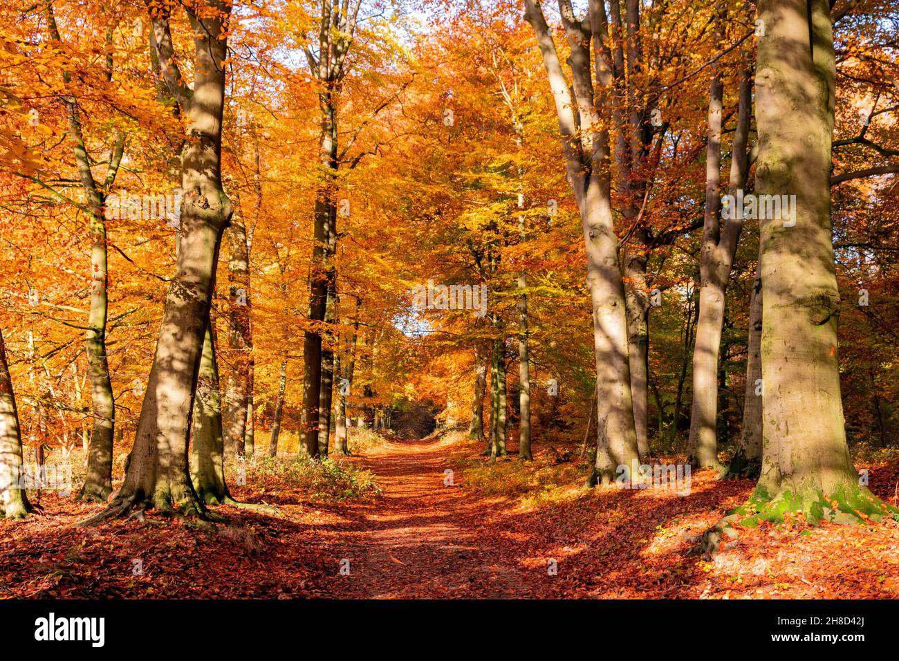 Forest with fallen leaves on a path during Autumn. Stock Photo